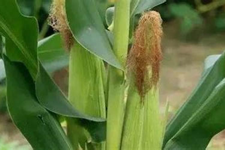 请问玉米最佳追肥时间是在什么时候？追肥时有哪些注意事项？