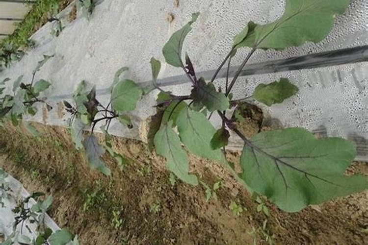 茄子需要施什么肥最好(茄子喜欢什么肥料结果多产量高)