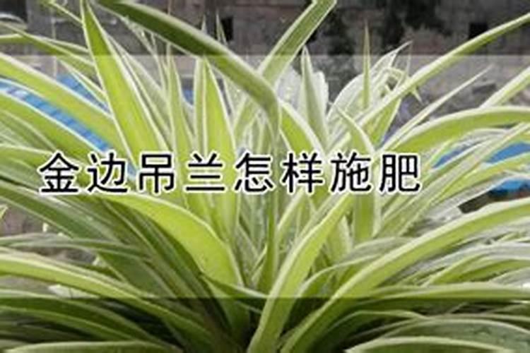 紫薇树需要施肥吗