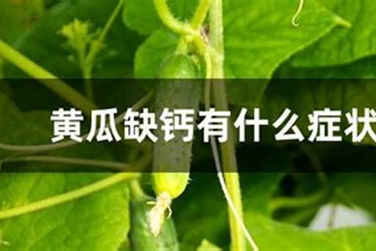 给黄瓜施肥能直接施在根部吗？