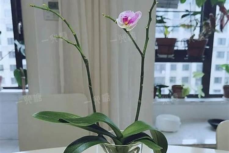 如何给蝴蝶兰喷叶面肥