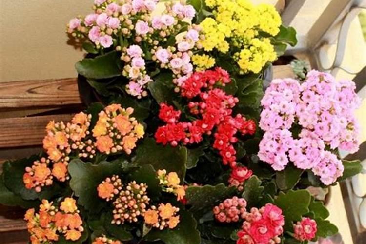 长寿花要浇什么肥最好