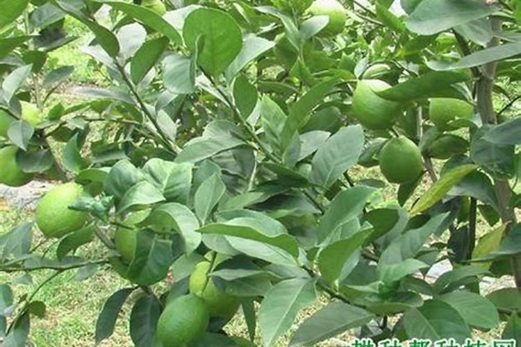 香水柠檬用什么肥料？