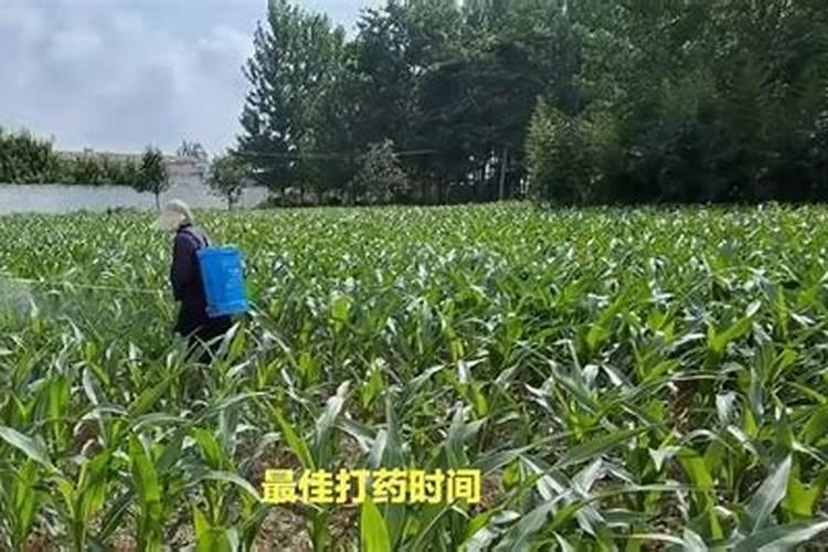 茶叶的用肥方法