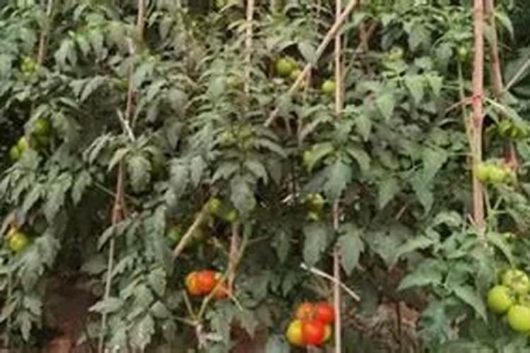 西红柿用什么肥料好？