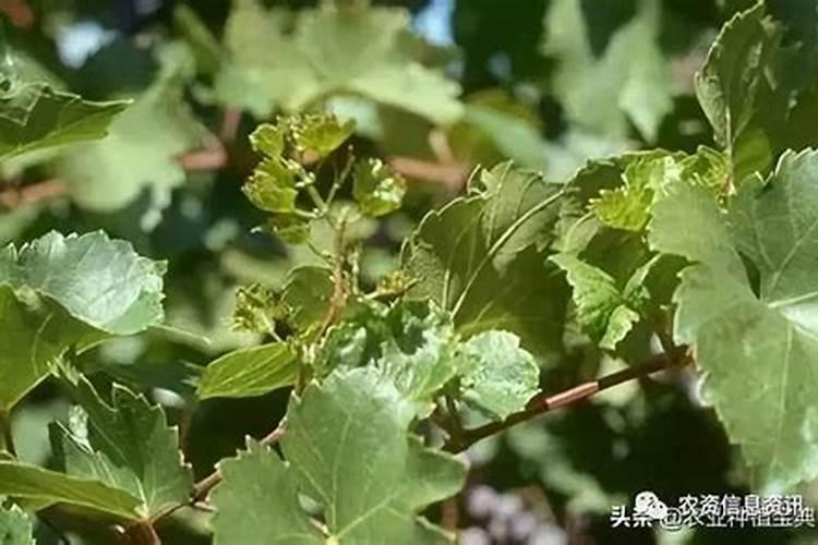 展叶后葡萄是病害还是缺肥,大面积老叶比较明显,大概一年没有施肥