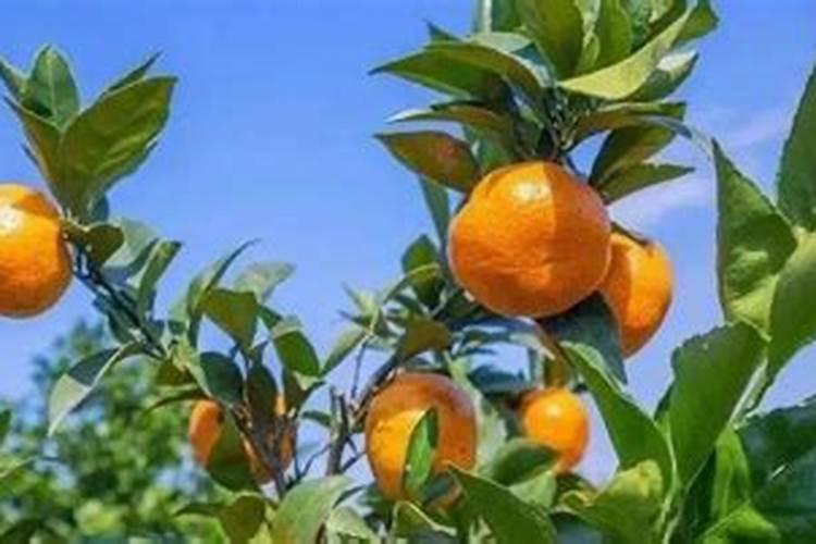 柑橘如何施肥 柑橘施肥时间及方法