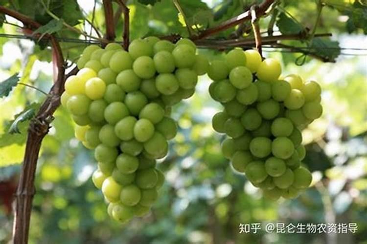 水肥管理不当,难怪种的瓜不甜,甜瓜正确的施肥方法有哪些？