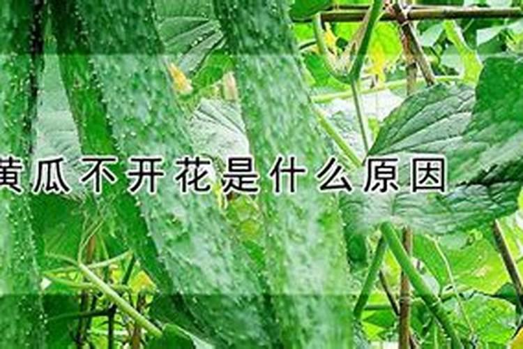 使月季开花施什么肥