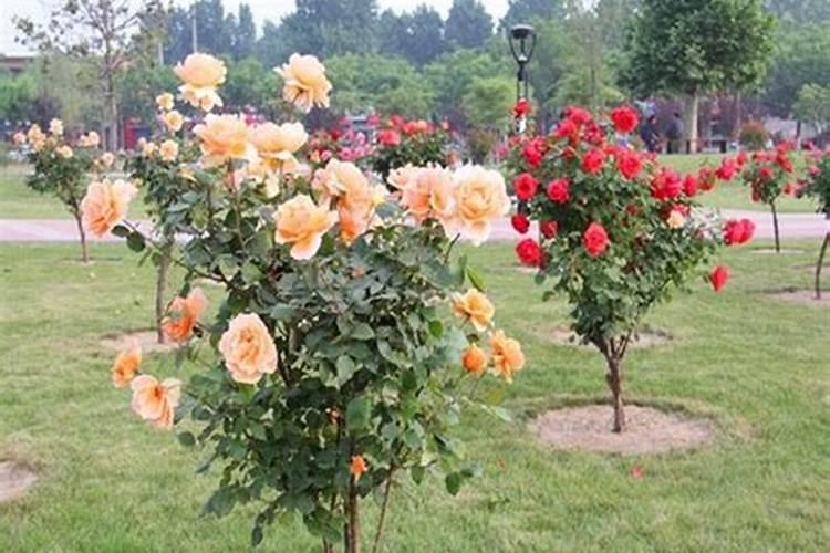 月季开花施什么肥料