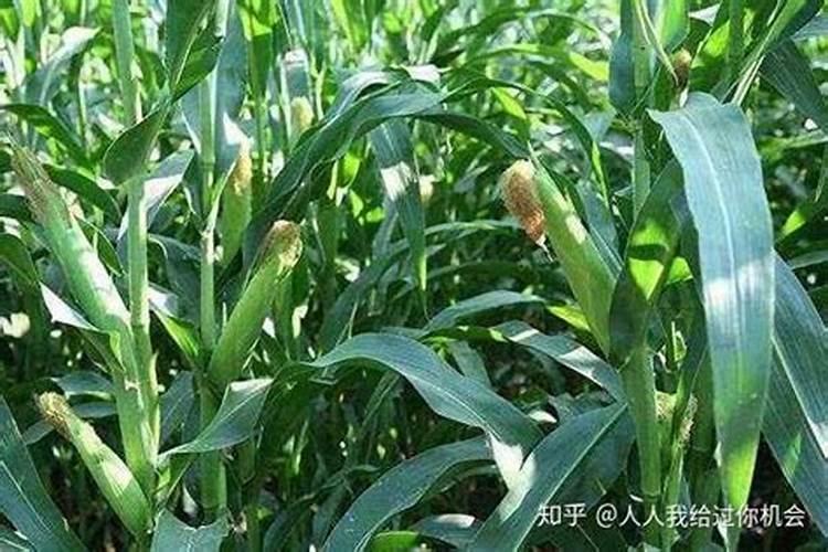 玉米防病用什么杀菌剂 关键时期是什么时候