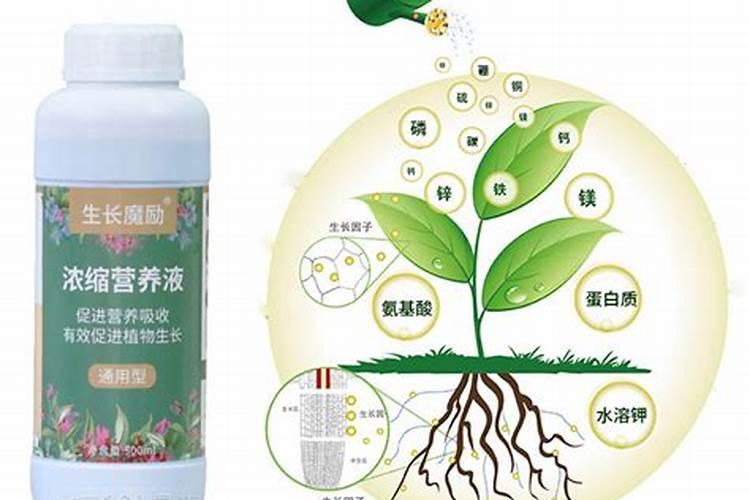 养花常用的肥料有哪些