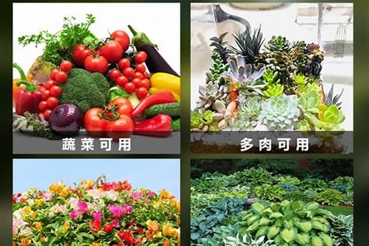 牡丹叶面肥打什么 喷肥注意事项