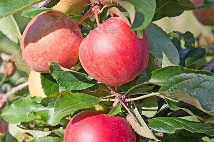 苹果树挂果量大八月追肥用怎样配比的硫酸钾复合肥好