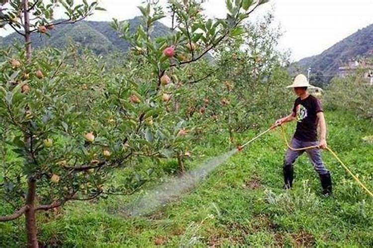 苹果用什么水溶肥好