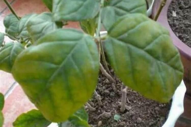 怎么给花施复合肥