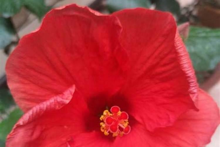 丹麦木槿花养殖方法
