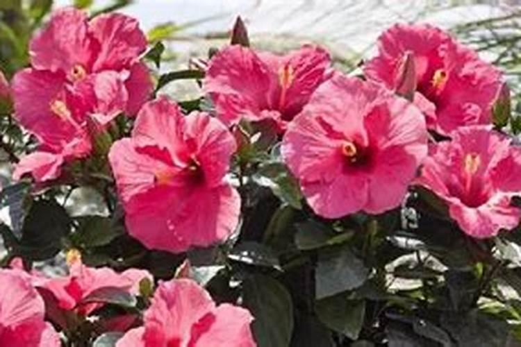 丹麦木槿花养殖方法