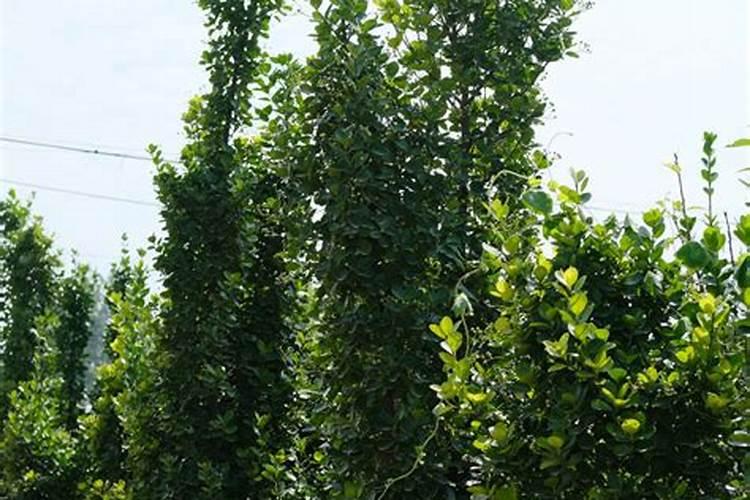 尿素浇菜最佳方法 尿素属于什么肥料