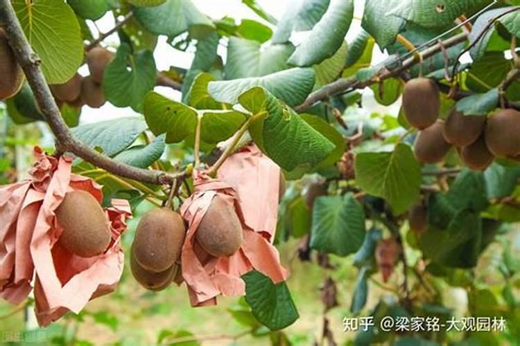 如何筛除虫粪？