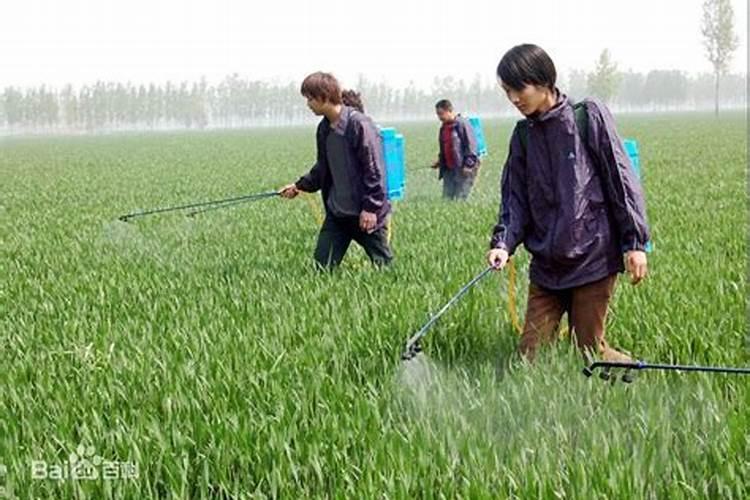 钙镁磷肥适合什么做物？
