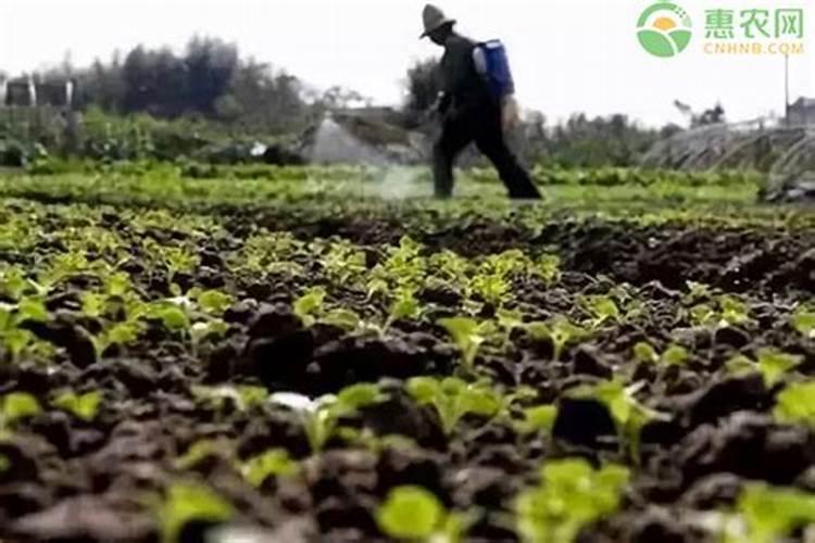 叶面专用肥有哪些种类 哪种叶面肥效果更好