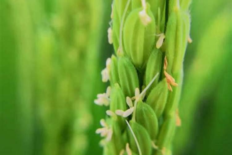 水稻扬花之后什么时间喷叶面肥？