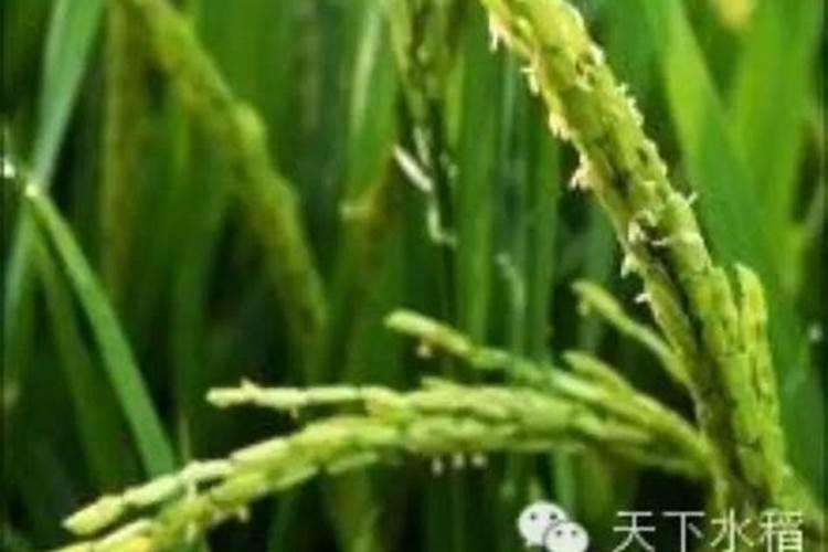 水稻扬花之后什么时间喷叶面肥？