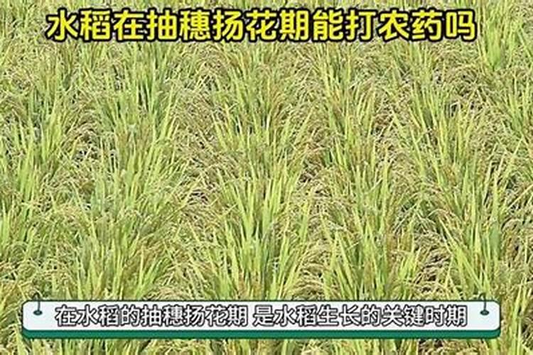 水稻开花炸壳什么原因跟种子给有关系？