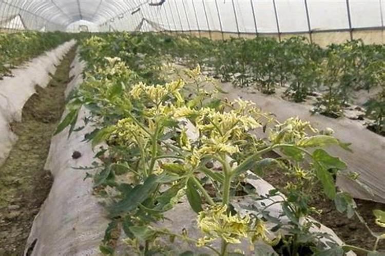 钾肥对西瓜有什么作用