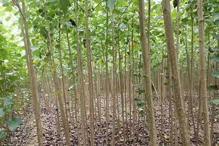 水溶肥快速化解方法