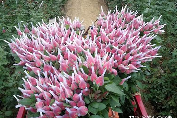 磷酸二氢钾适合哪些花卉使用