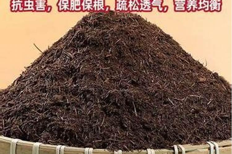 山西忻州特产:忻州糯玉米