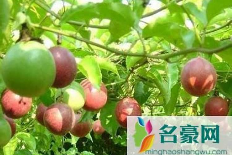 如何科学施用氮肥 氮肥如何施肥