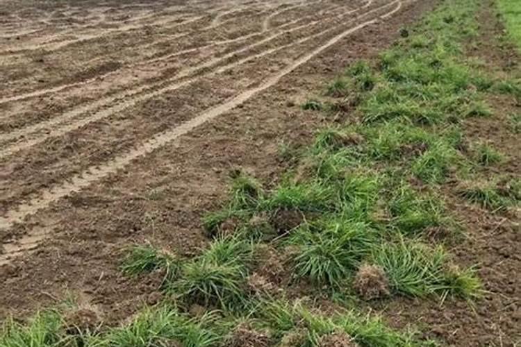 麦冬怎么种 麦冬的种植方法