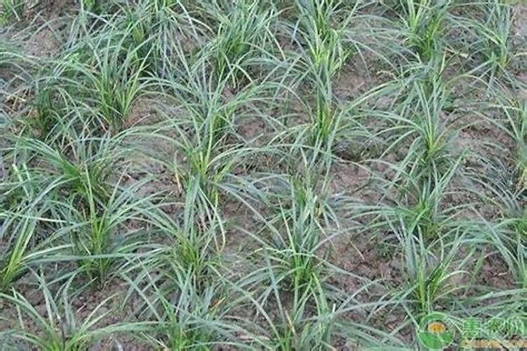 麦冬底肥放什么肥好(底肥施用方法)