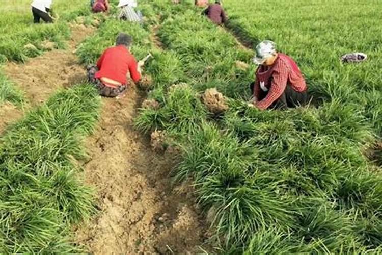 有谁知道麦冬的施肥技术？