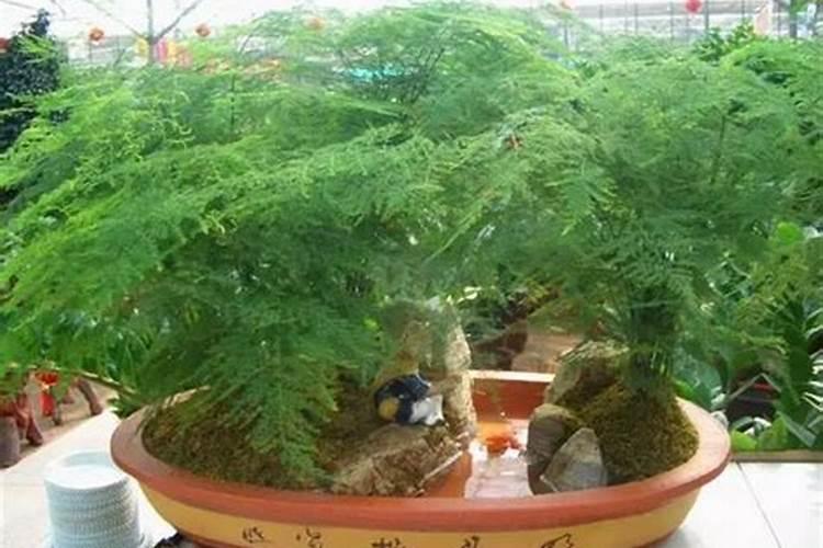 白豌豆饲用价值及利用技术