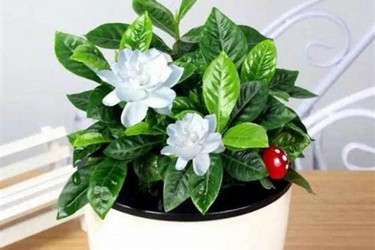 栀子花换花盆应该追什么样的肥