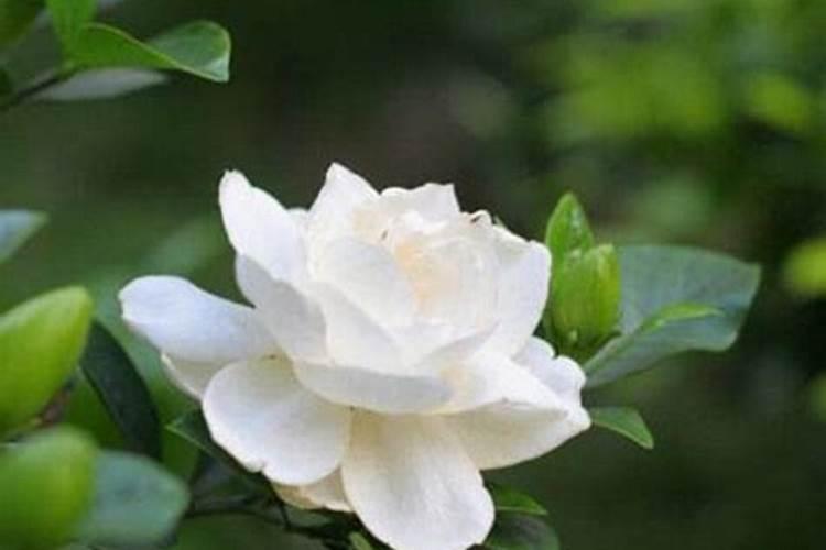 栀子花换盆后怎样养