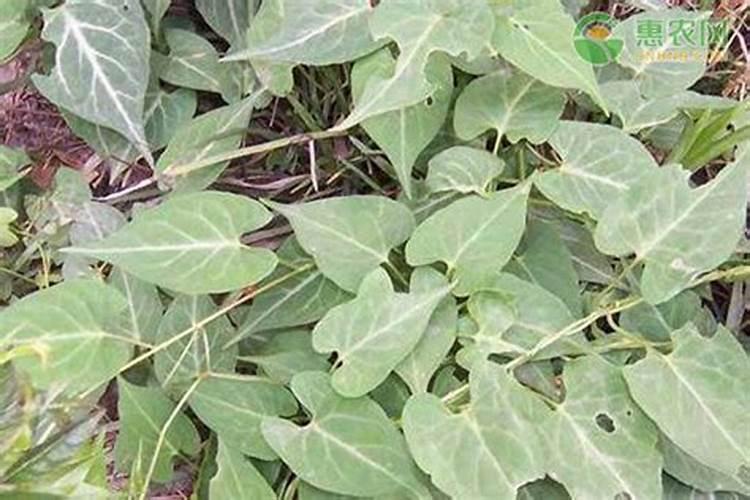 种植何首乌需要什么条件 怎样栽培何首乌