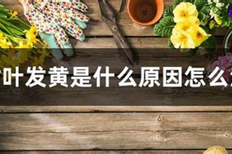 桃树黄叶病用什么药效果好