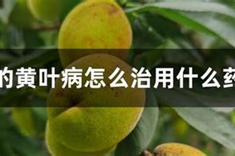 桃树黄叶病怎么治