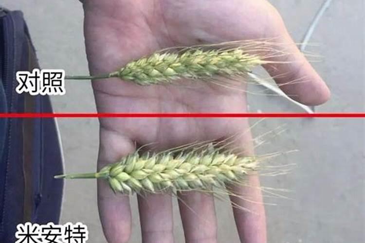 小麦打什么叶面肥高产