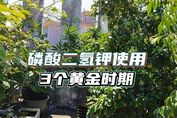 磷肥一亩地施多少
