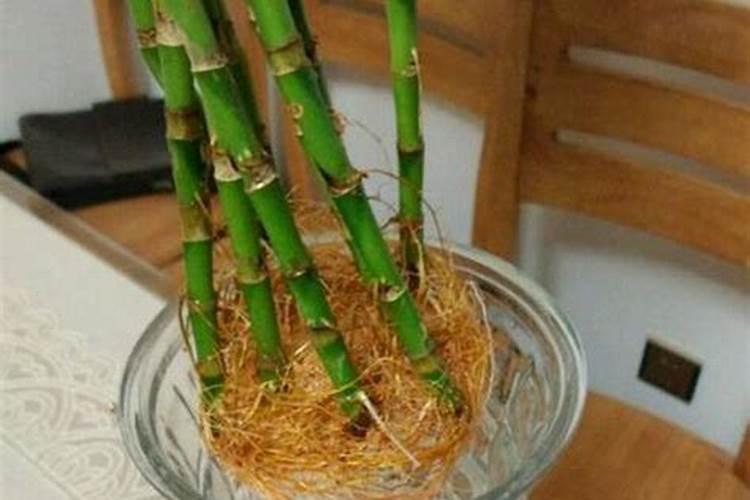 富贵竹叶子生根怎么？