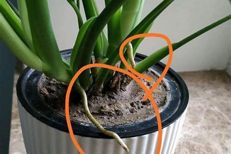 富贵竹生根后怎么养
