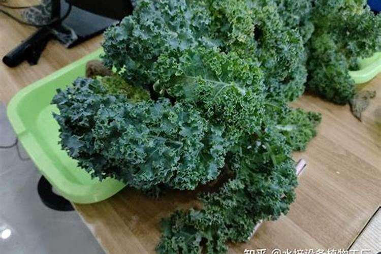 甘蓝施什么肥最好