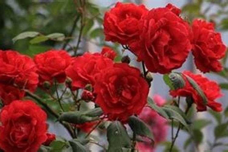 月季花谢后如何施肥