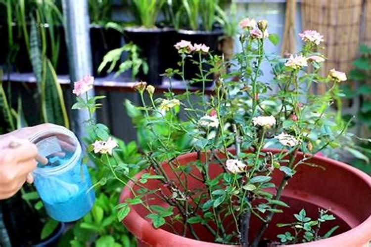 怎样给盆栽菊花施肥